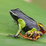 Variegated golden frog (Mantella baroni) Ranomafana