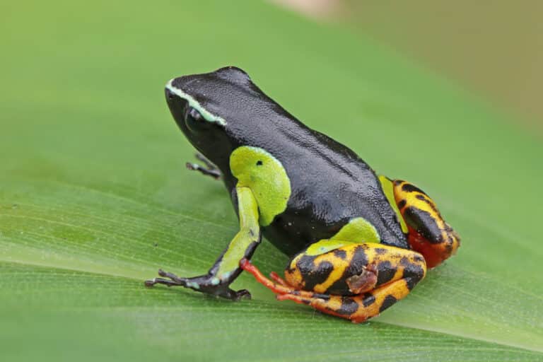 Variegated golden frog (Mantella baroni) Ranomafana Variegated golden frog (Mantella baroni) Ranomafana Frog