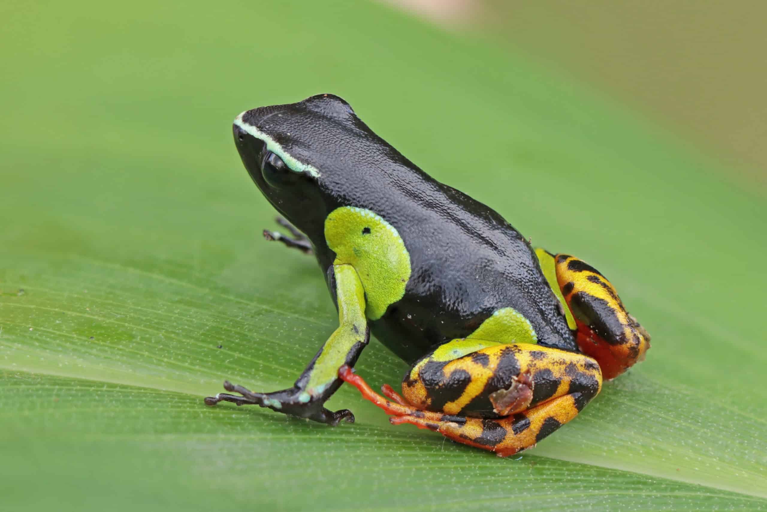 Variegated golden frog (Mantella baroni) Ranomafana Variegated golden frog (Mantella baroni) Ranomafana Frog
