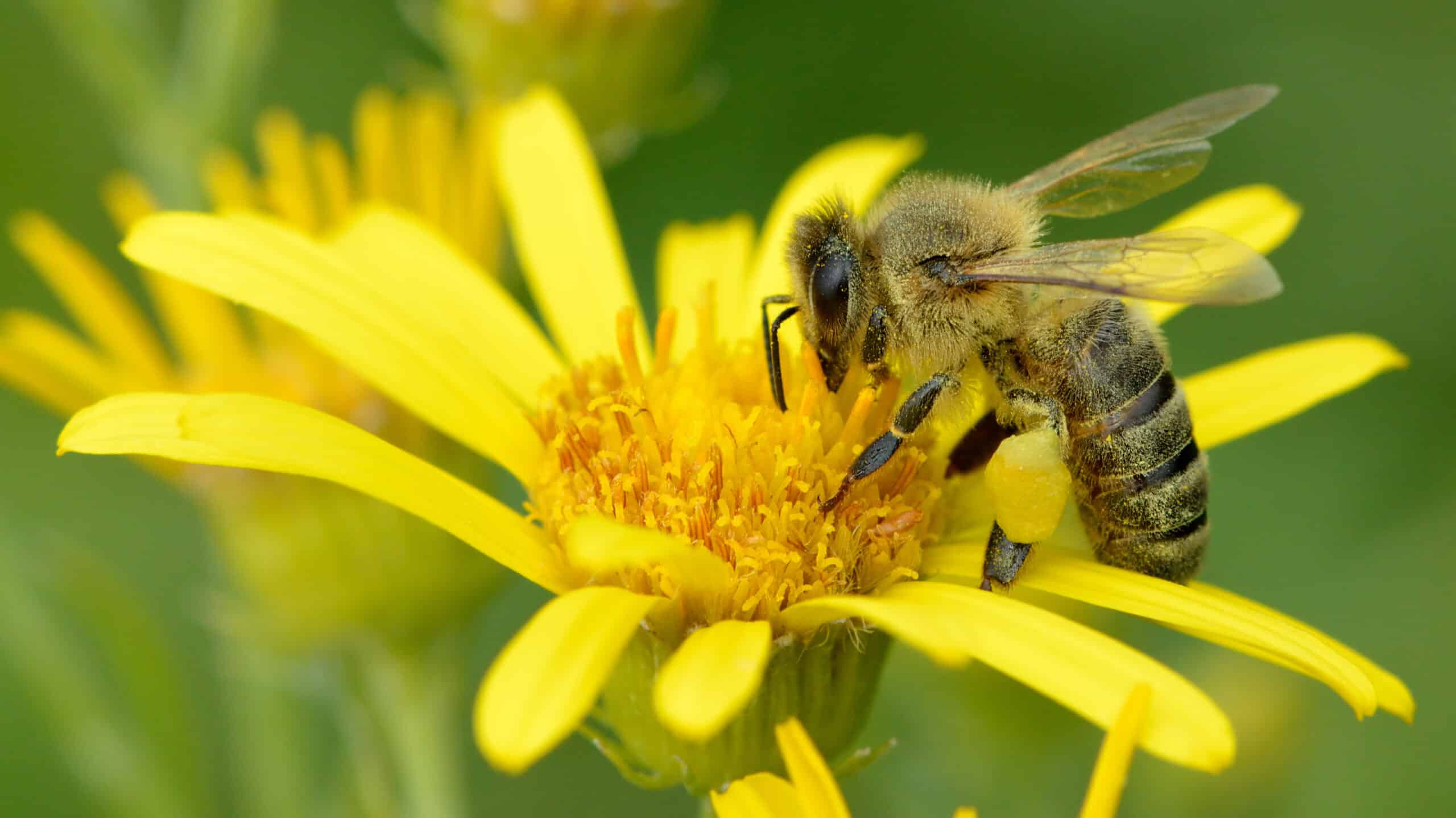 Apis mellifera – Senecio paludosus – Keila Apis mellifera – Senecio paludosus – Keila Honey Bee