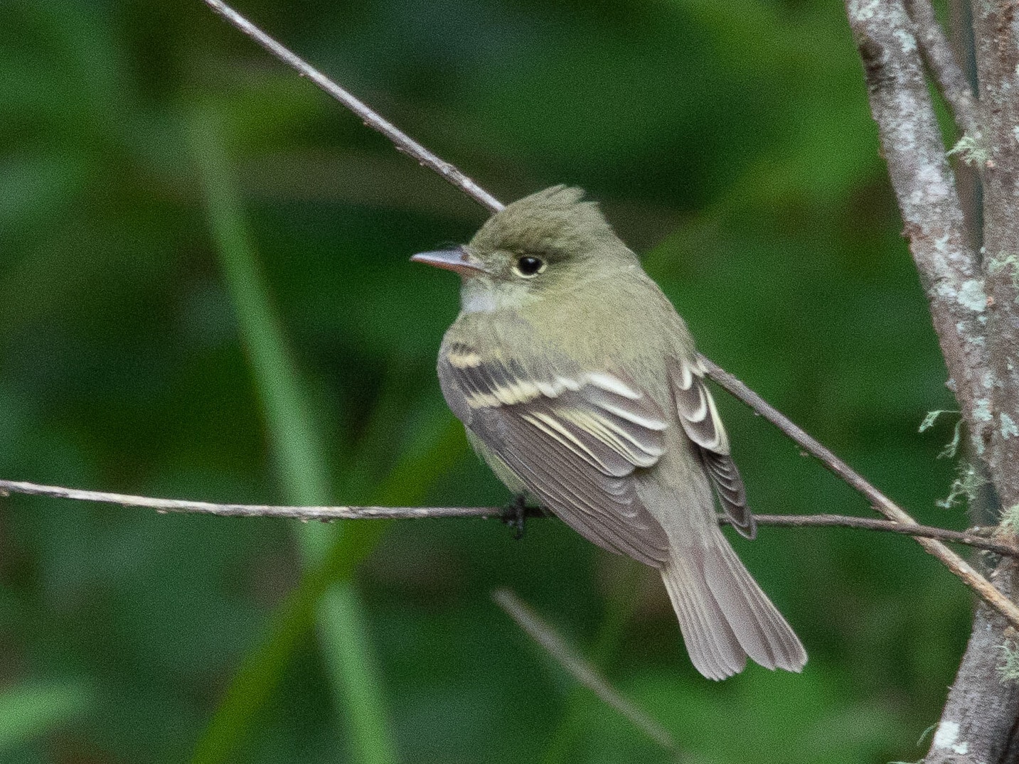 Acadian Flycatcher Fall Out 2 Sabine Woods TX 2018-04-09 14-00-14 (26637940077) Acadian Flycatcher Fall Out 2 Sabine Woods TX 2018-04-09 14-00-14 (26637940077)