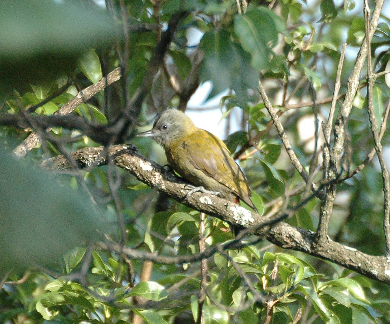 Olive Woodpecker mosese jan06 Olive Woodpecker mosese jan06