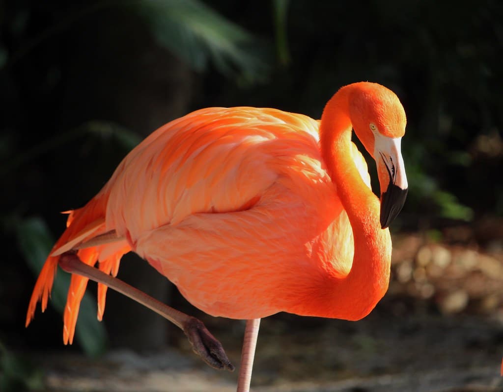 Flamingo