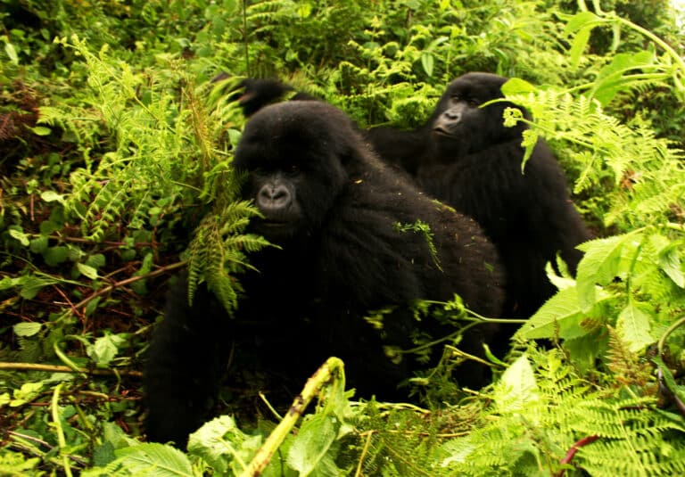 Gorillas-moving