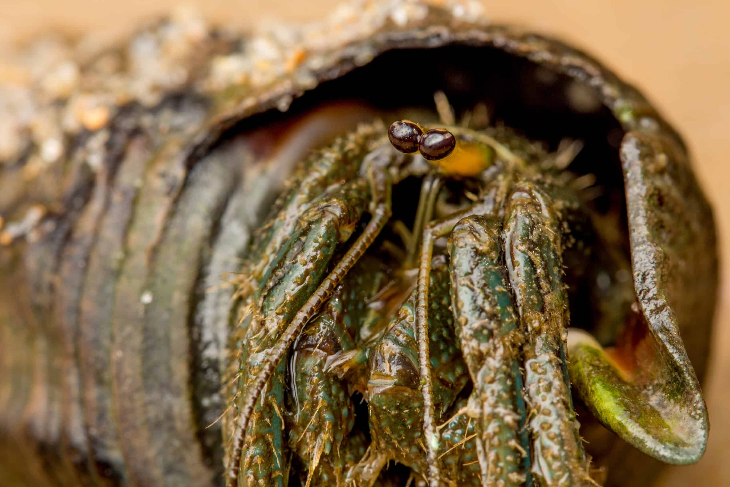Clibanarius longitarsus – hermit crab