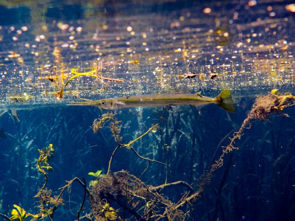 Needlefish