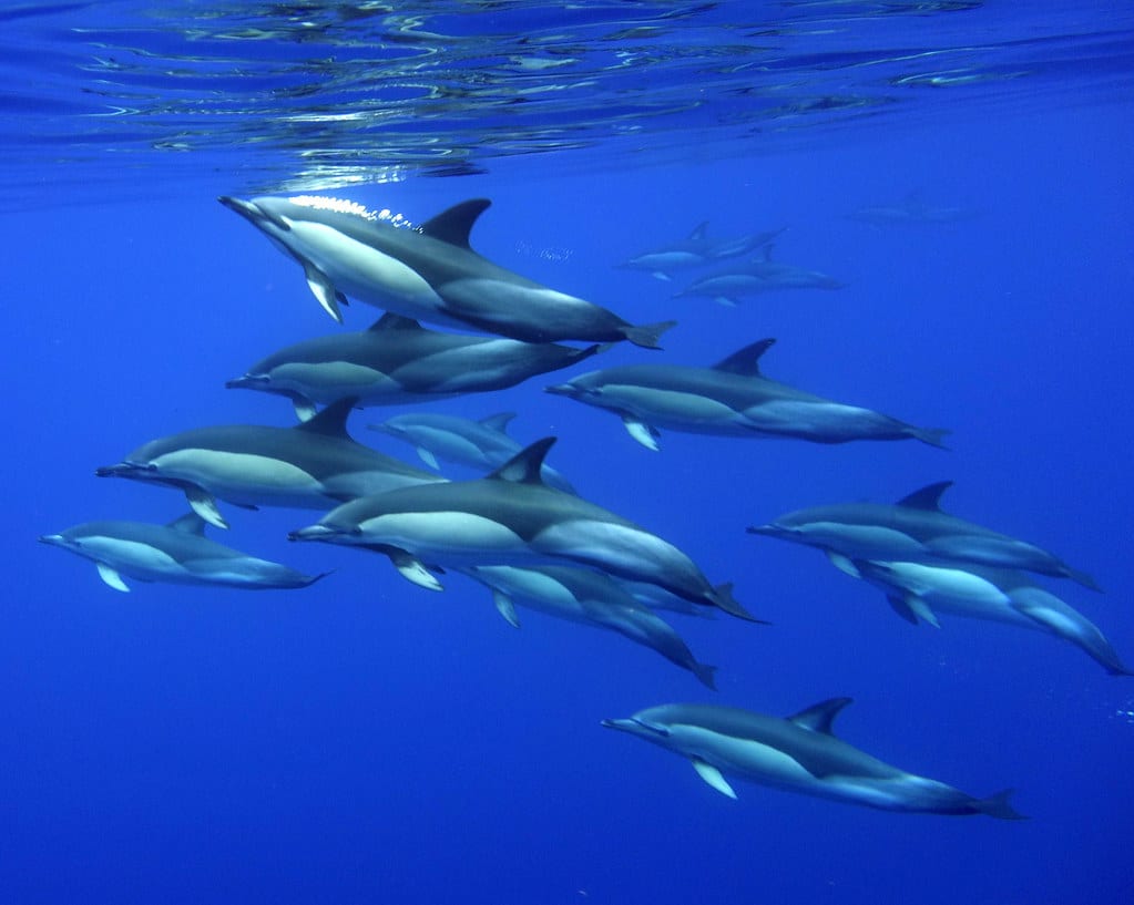 Common dolphin (Delphinus delphis)