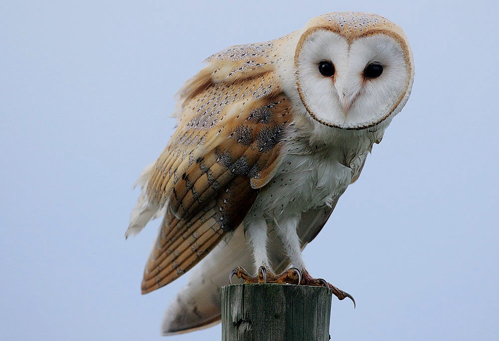 Flickr – Rainbirder – Barn Owl (Tyto alba)