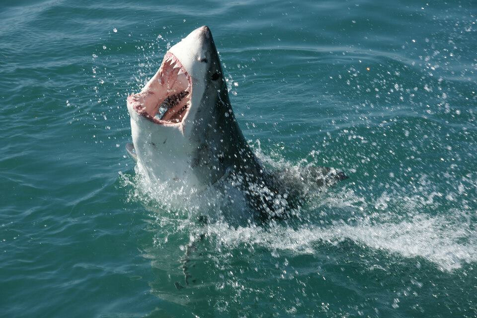 Great White Shark in South Africa Great White Shark in South Africa