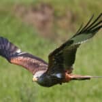 A red kite gliding with wings spread wide, against a blurred green background.