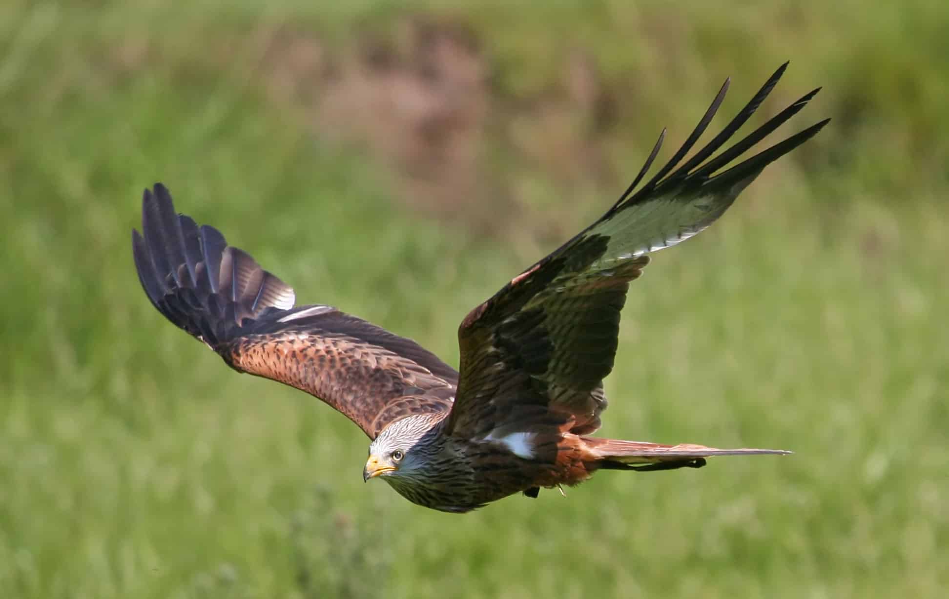 A red kite gliding with wings spread wide, against a blurred green background.