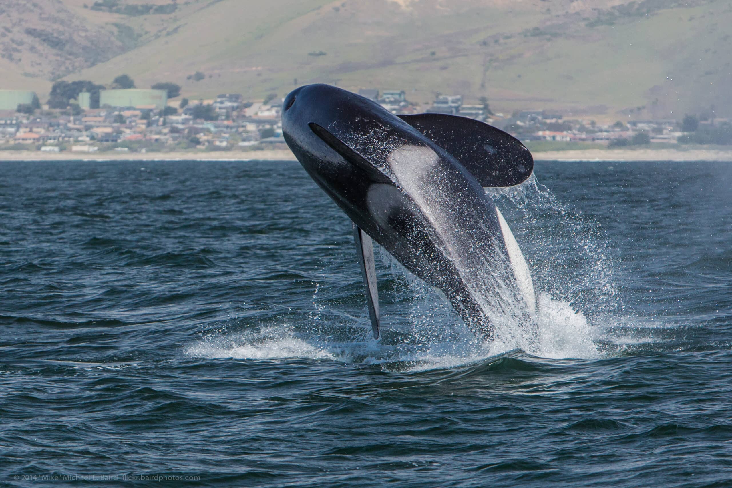 Killer Whale