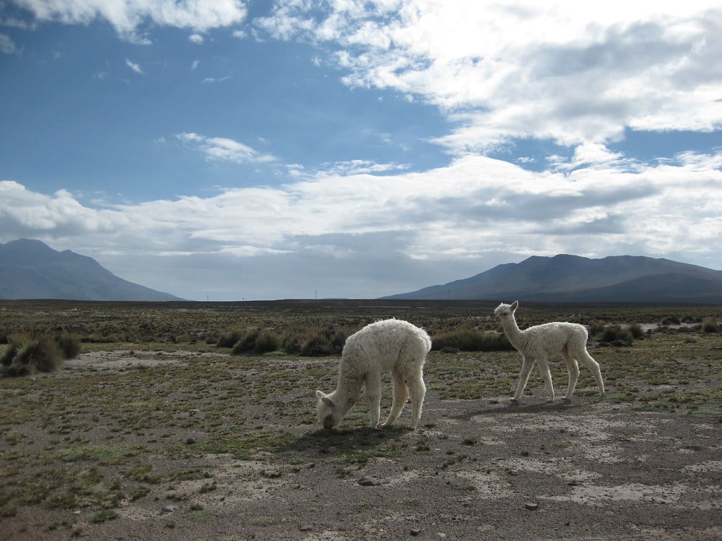Baby Alpacas