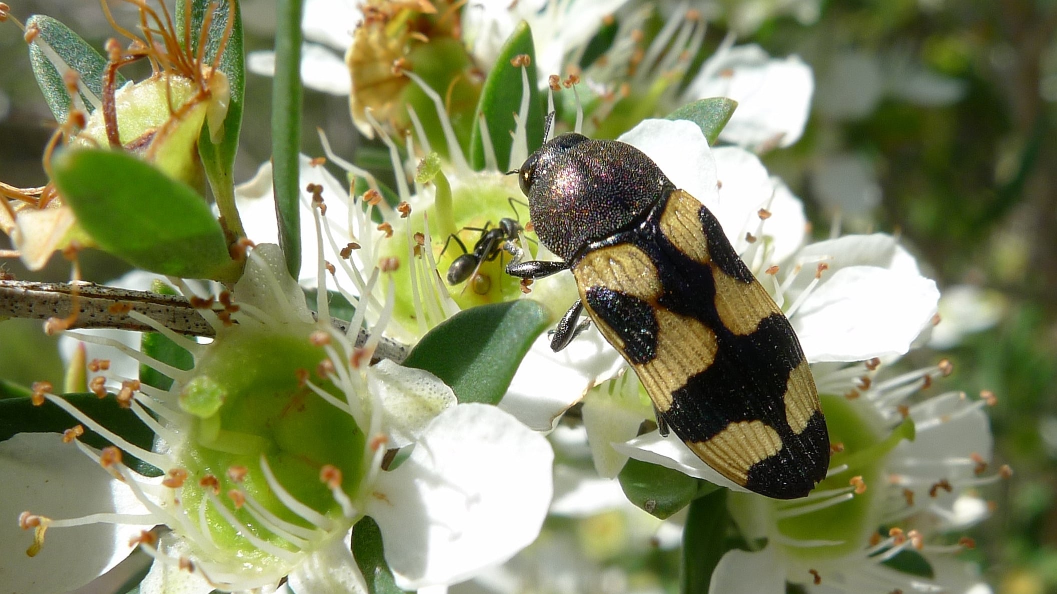 Jewel Beetle on Tea-tree (11046385446) Jewel Beetle on Tea-tree (11046385446)