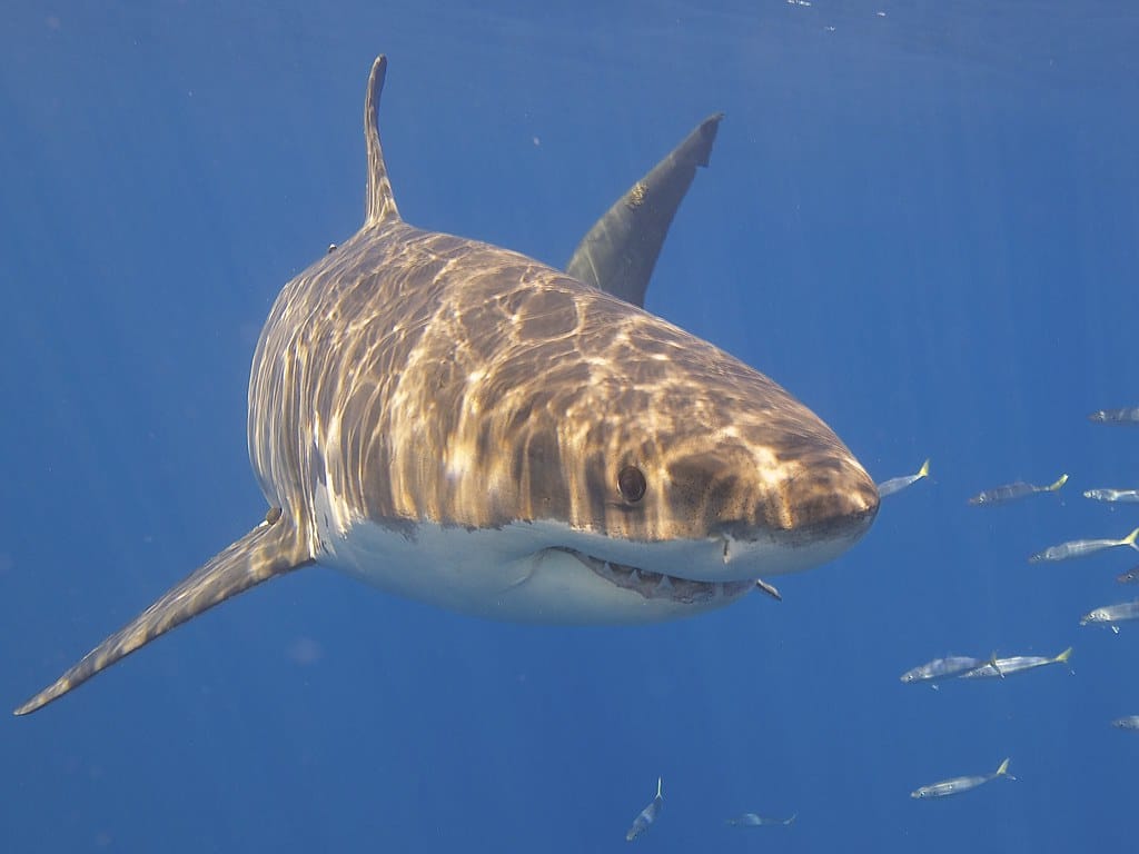 Great White Shark Great White Shark