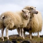 Sheep