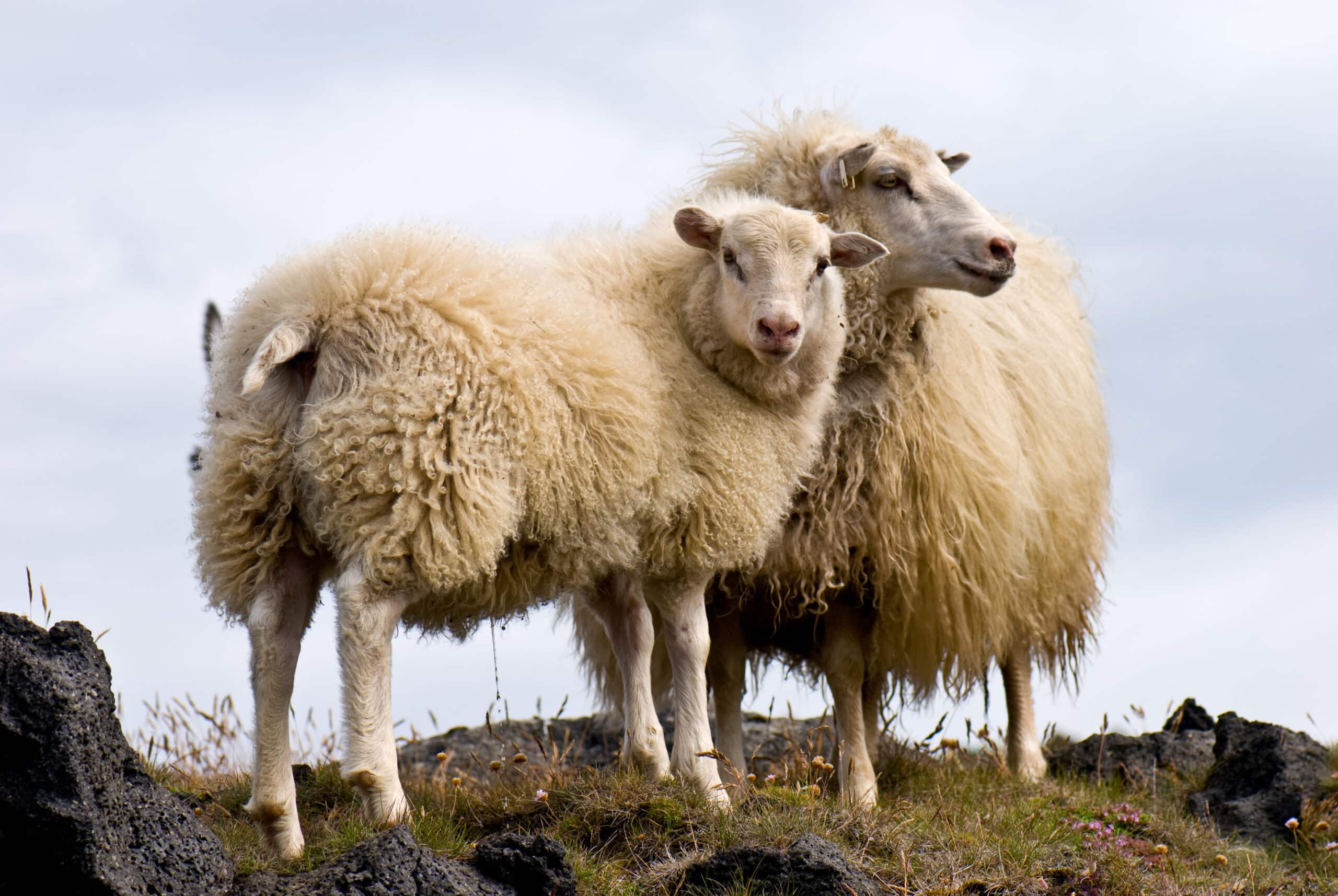 Sheep