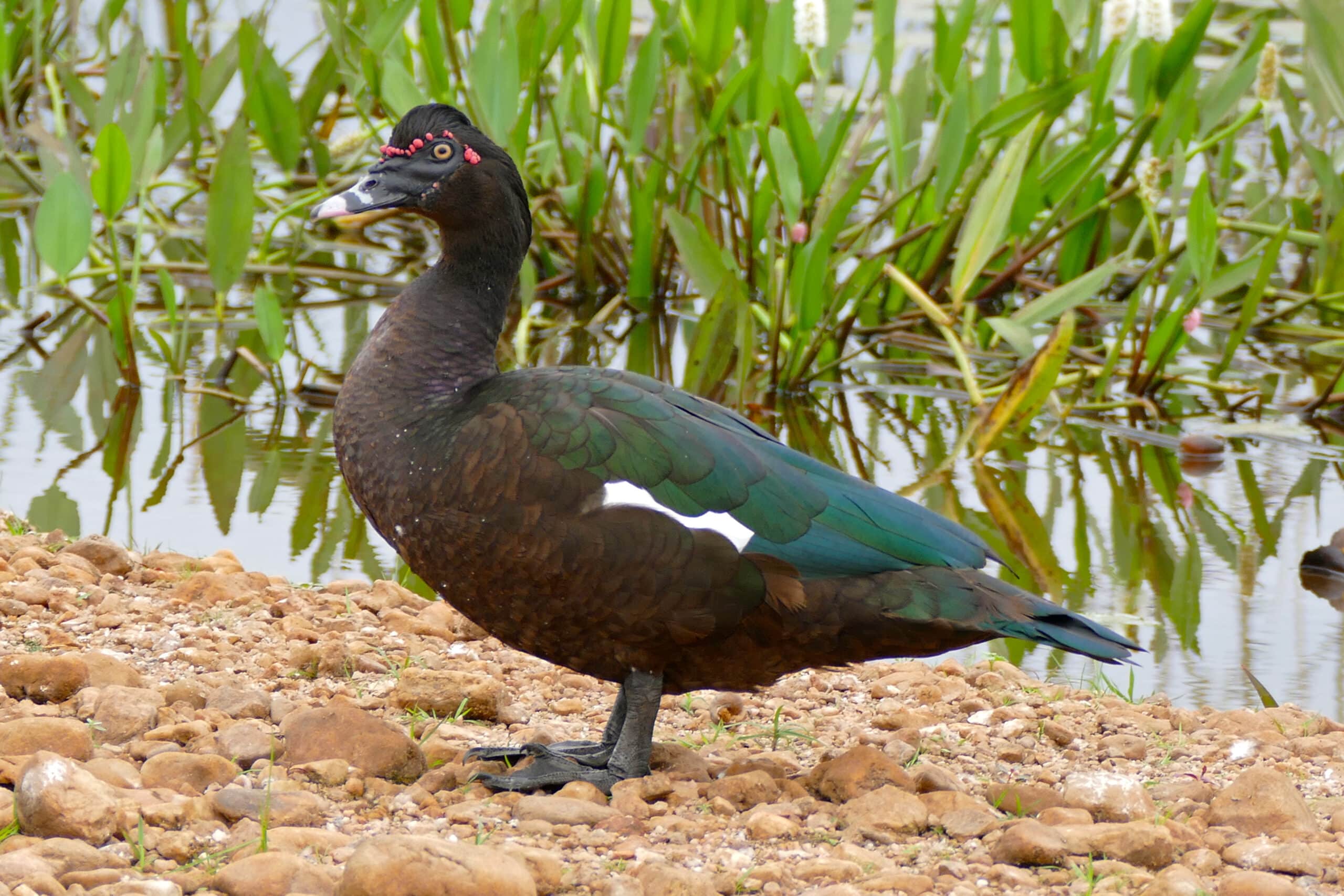 Muscovy Duck (Cairina moschata) male (29039391935)