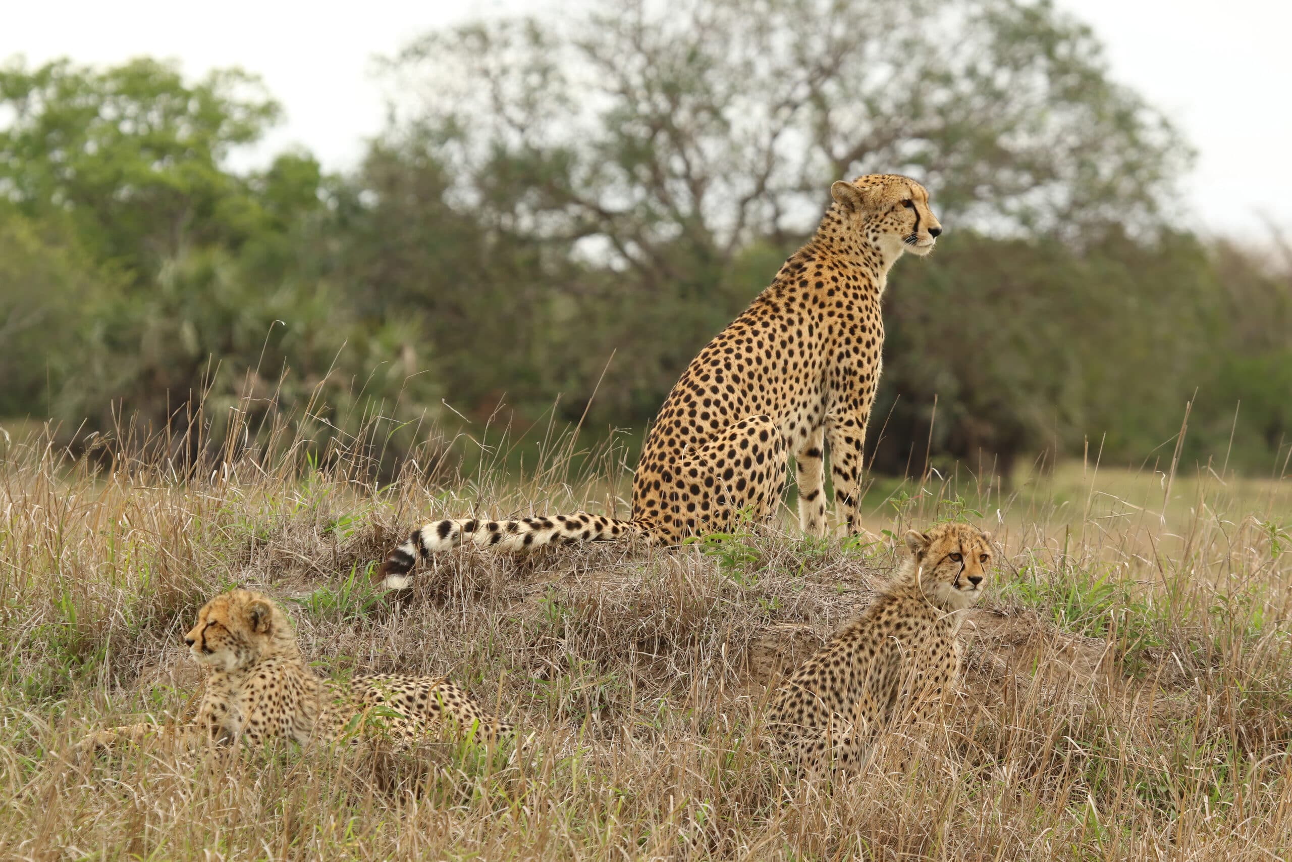 Cheetah