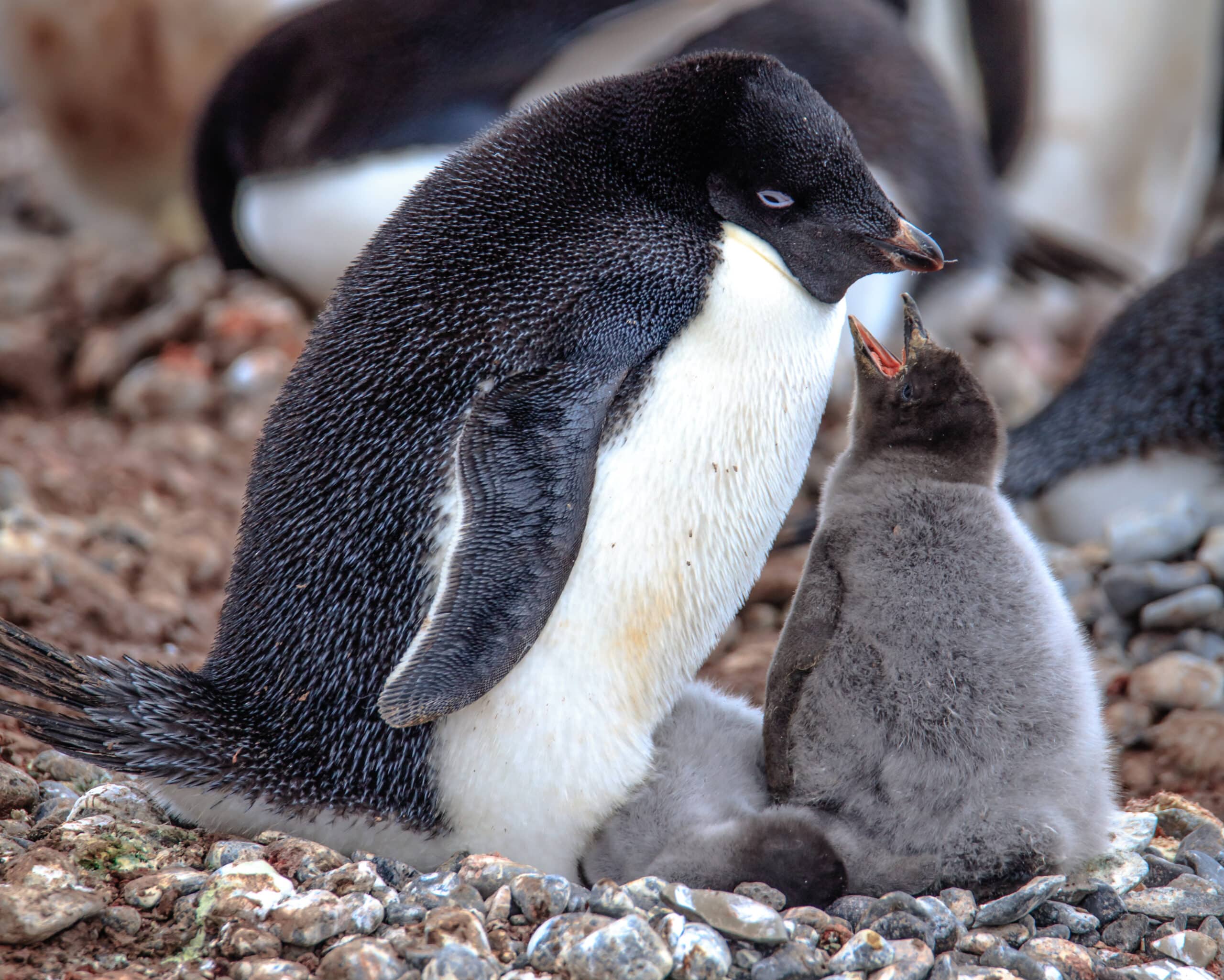 File:Our first landing on the Antarctic mainland, at Boown Bluff. at the N tip of the Antarctic peninsula.nesting Adelie Penguins (Pygoscelis adeliae).with good sized grey chicks. (25972927836).jpg File:Our first landing on the Antarctic mainland, at Boown Bluff. at the N tip of the Antarctic peninsula.nesting Adelie Penguins (Pygoscelis adeliae).with good sized grey chicks. (25972927836).jpg