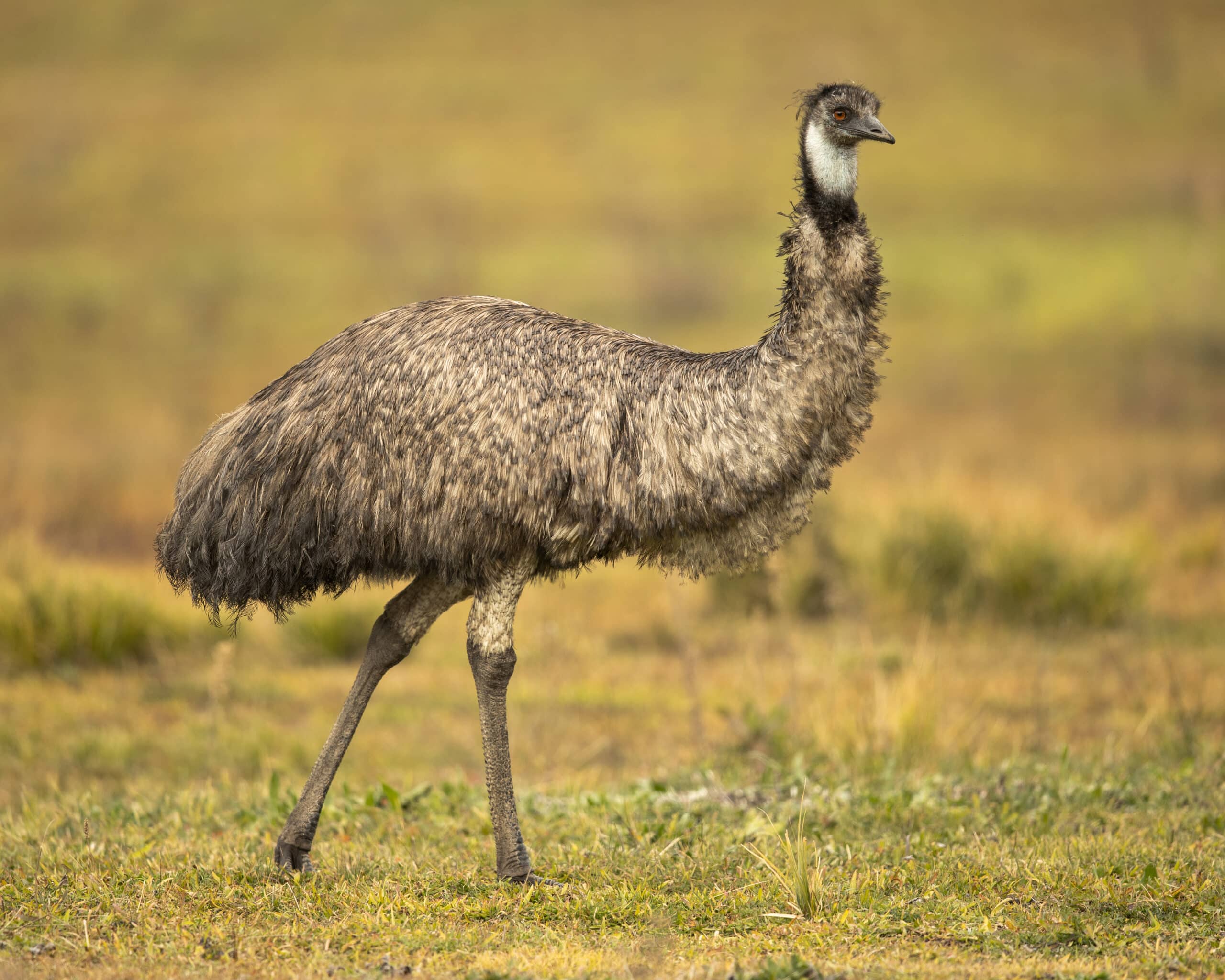 Emu 1 – Tidbinbilla