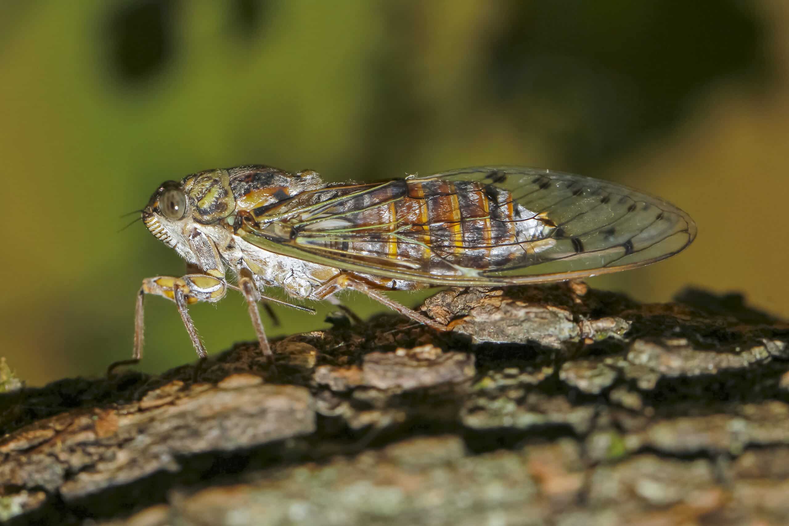 Cicada orni  Cicada