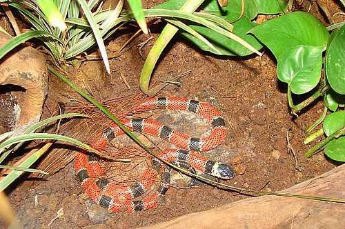 Cobra Coral / Coral Snake Cobra Coral / Coral Snake
