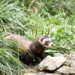 A European polecat stands alert among green grass and foliage next to a rock.