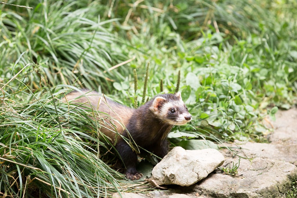A European polecat stands alert among green grass and foliage next to a rock.