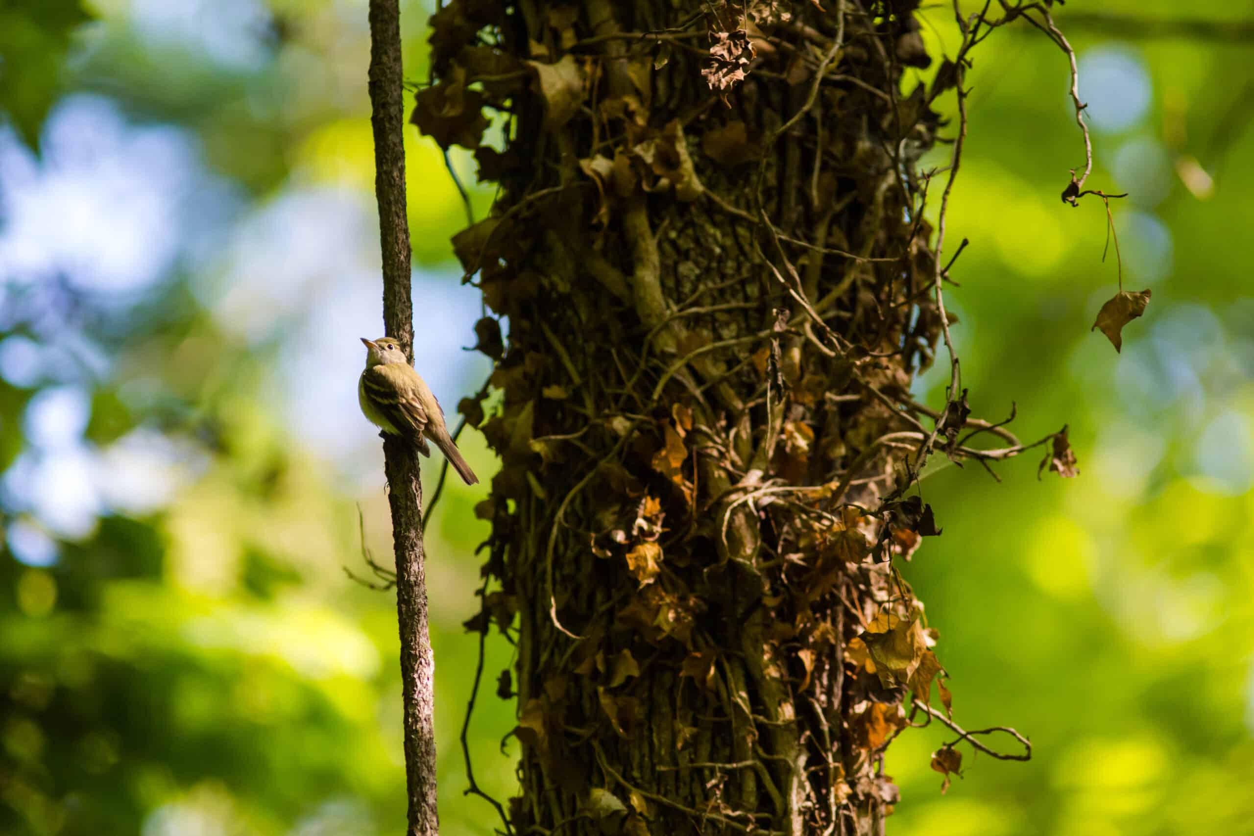 Acadian flycatcher (17028284793) Acadian flycatcher (17028284793)