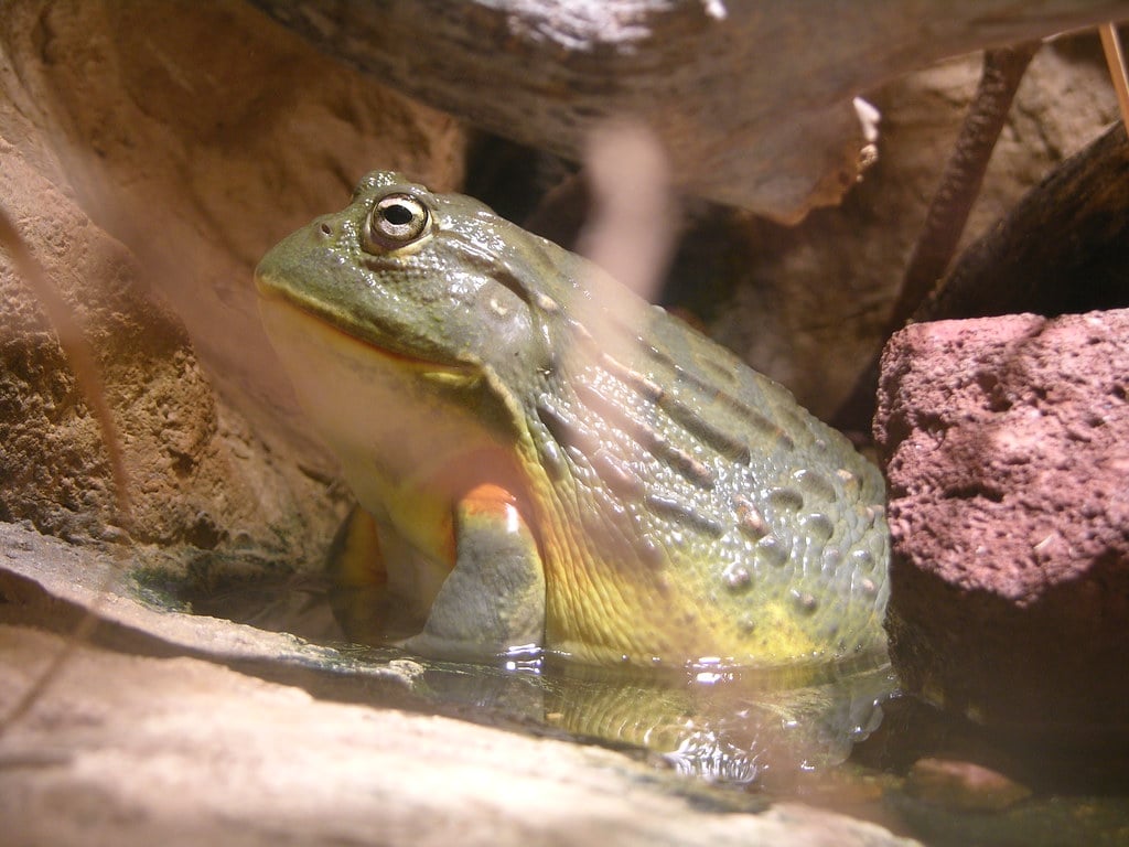 Giant African Bullfrog