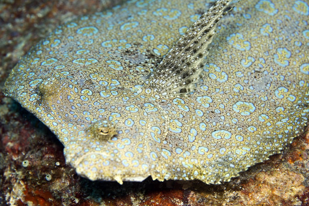 Peacock Flounder – Bothus mancus Peacock Flounder – Bothus mancus