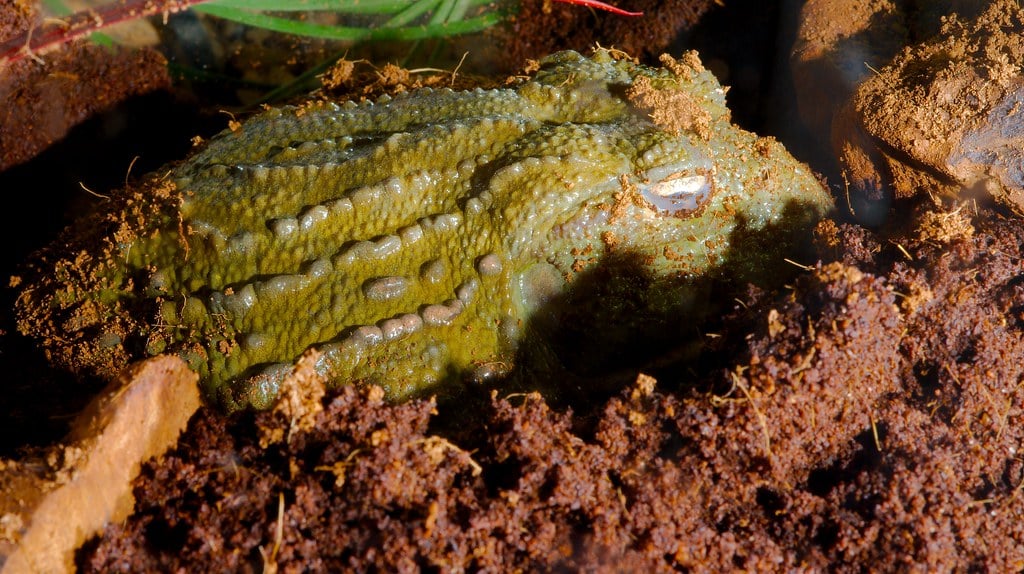 African Bullfrog (Pyxicephalus adspersus)