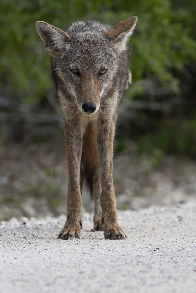 Coyote Coyote