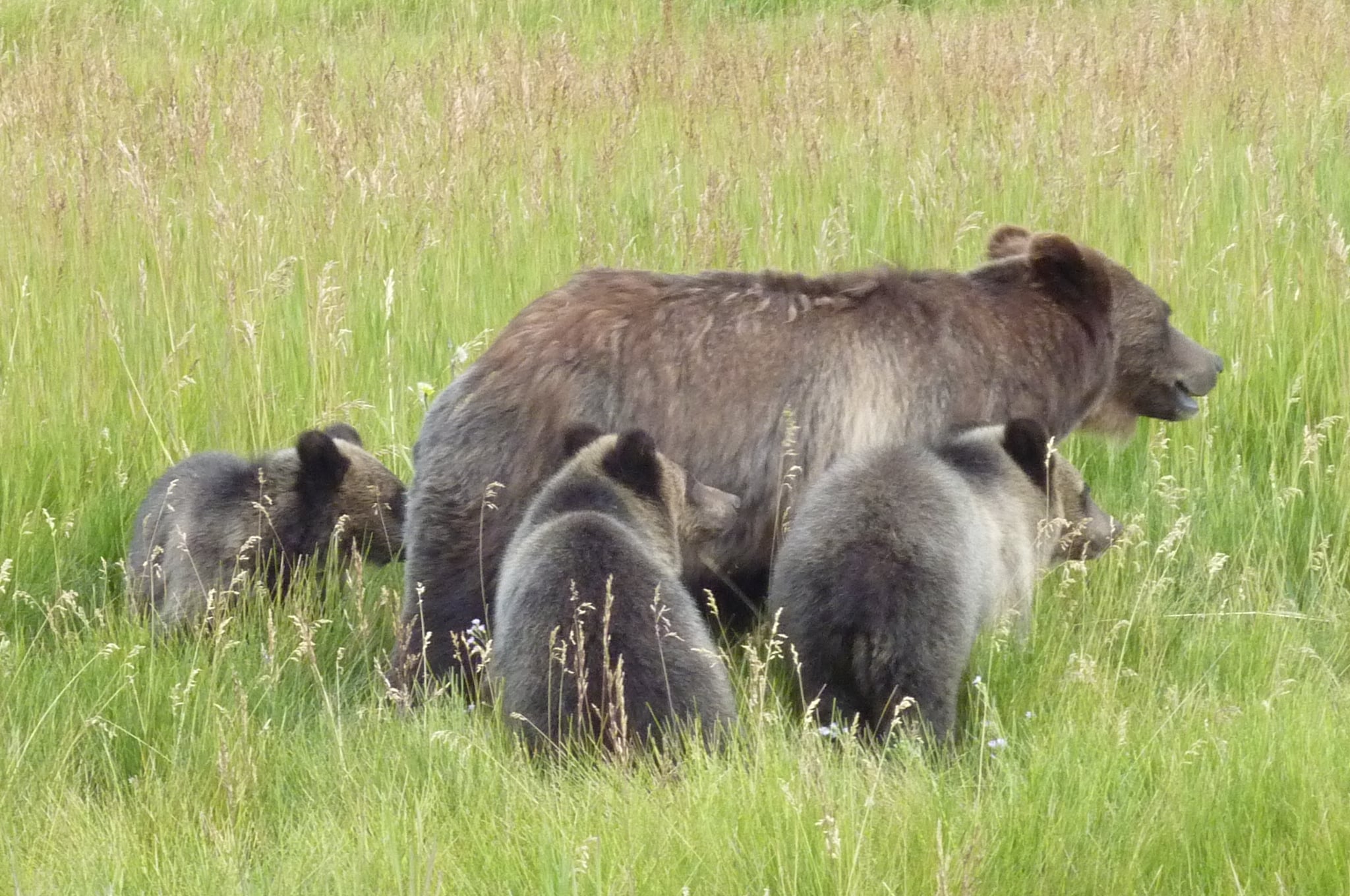 Grizzly Bears at the National Elk Refuge (10998075435) Grizzly Bears at the National Elk Refuge (10998075435)