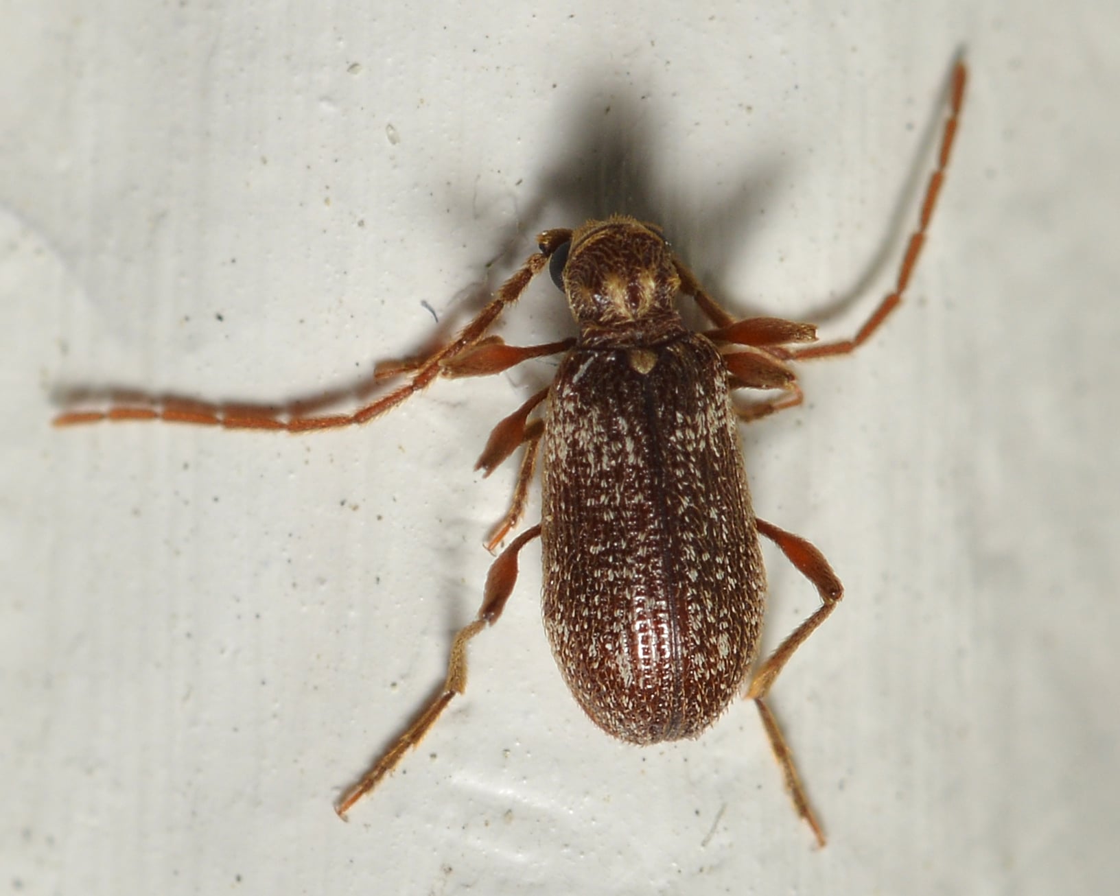 White-marked Spider-Beetle (Ptinus fur) – Bærum, Norway 2022-03-17