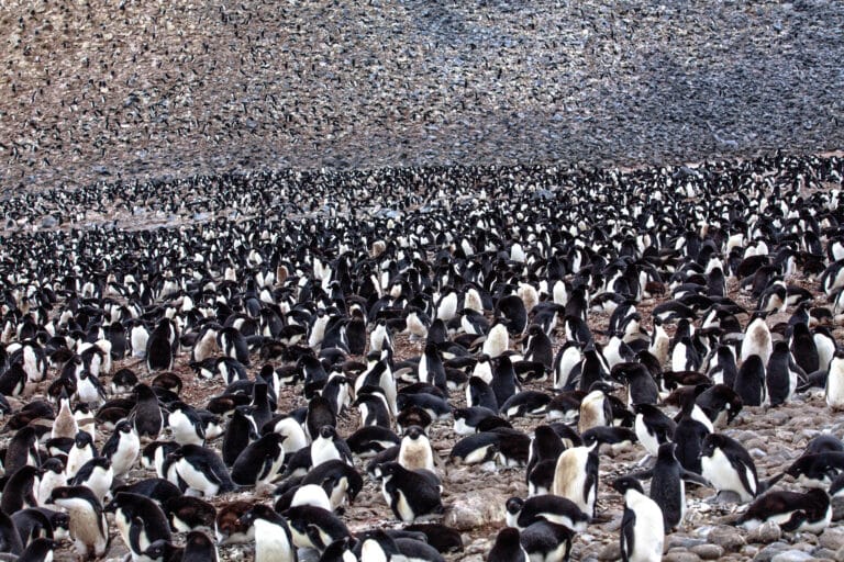 File:On Paulet Island.more Adelie Penguins (Pygoscelis adeliae) with young chicks.in and around the remains of the rock shelter where 23 shipwrecked men spenta desparate winter of 1903. (25973069316).jpg File:On Paulet Island.more Adelie Penguins (Pygoscelis adeliae) with young chicks.in and around the remains of the rock shelter where 23 shipwrecked men spenta desparate winter of 1903. (25973069316).jpg