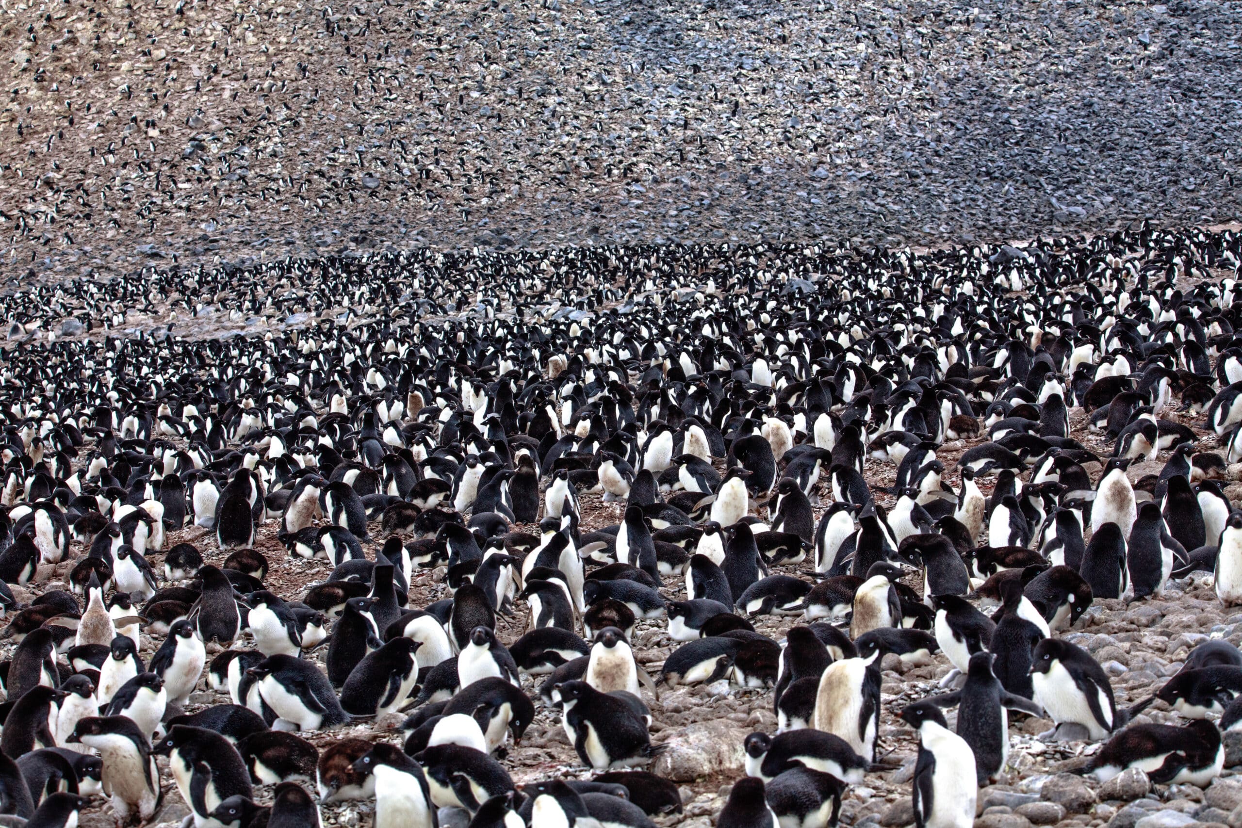 File:On Paulet Island.more Adelie Penguins (Pygoscelis adeliae) with young chicks.in and around the remains of the rock shelter where 23 shipwrecked men spenta desparate winter of 1903. (25973069316).jpg File:On Paulet Island.more Adelie Penguins (Pygoscelis adeliae) with young chicks.in and around the remains of the rock shelter where 23 shipwrecked men spenta desparate winter of 1903. (25973069316).jpg