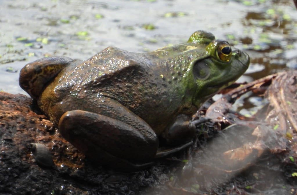 7724ex spring bullfrog **Explore** 7724ex spring bullfrog **Explore**