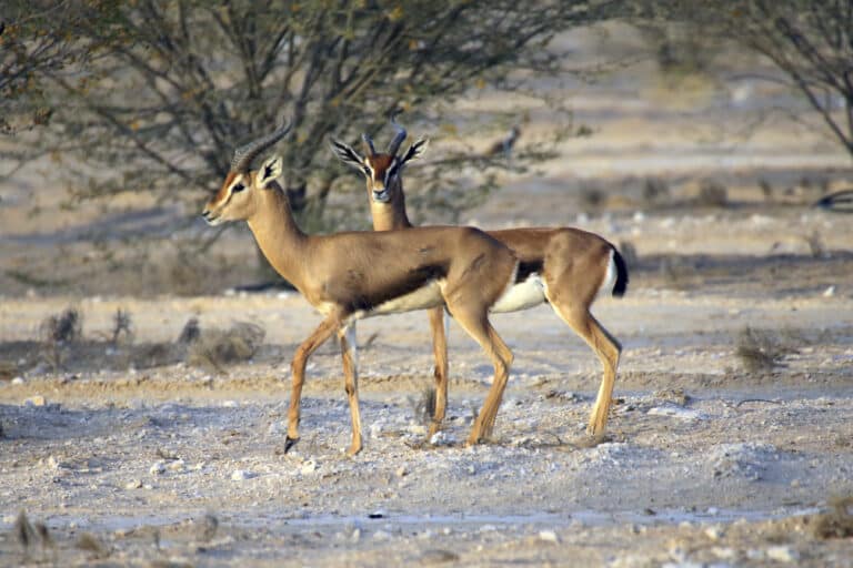 Arabian Gazelle