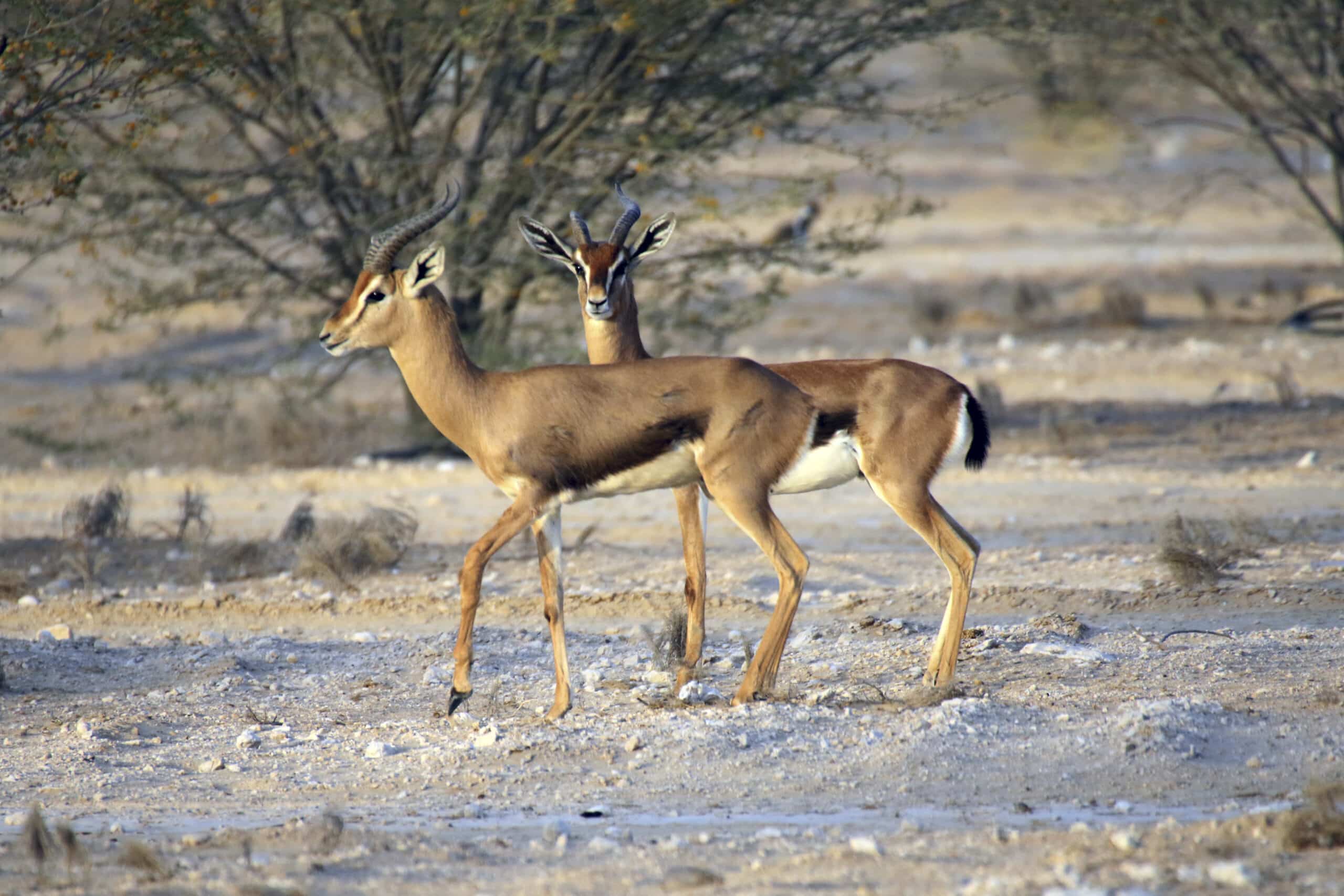 Arabian Gazelle