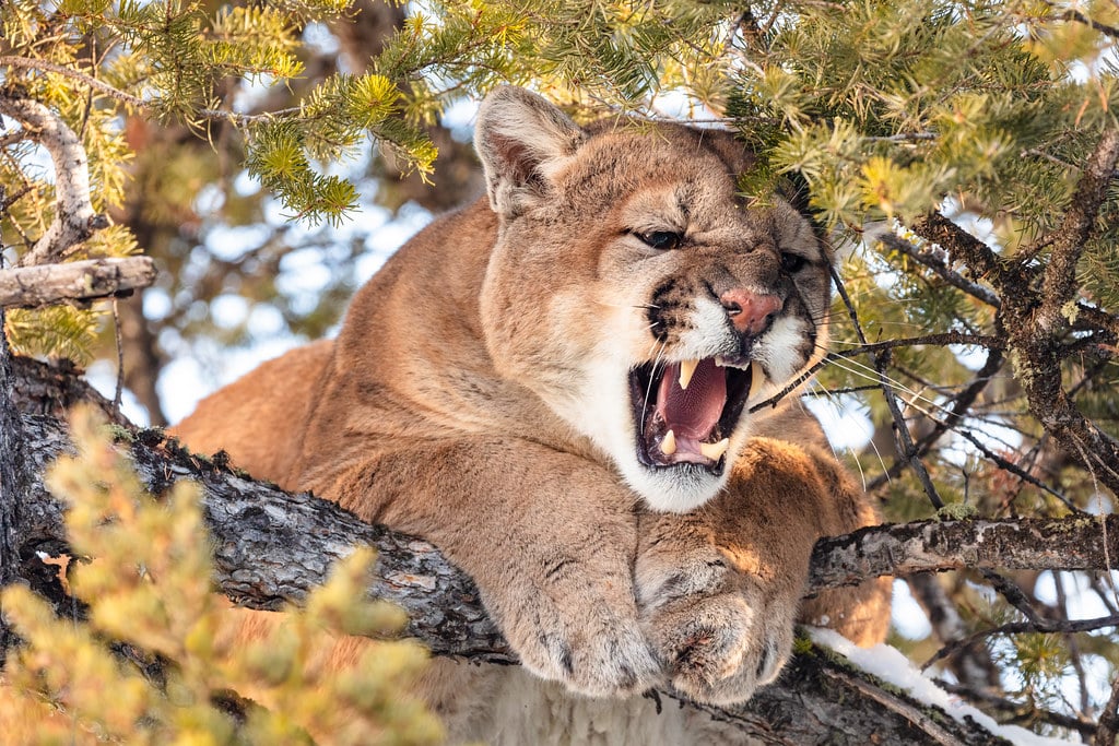 Cougar tom hissing in a tree (2) Cougar tom hissing in a tree (2)