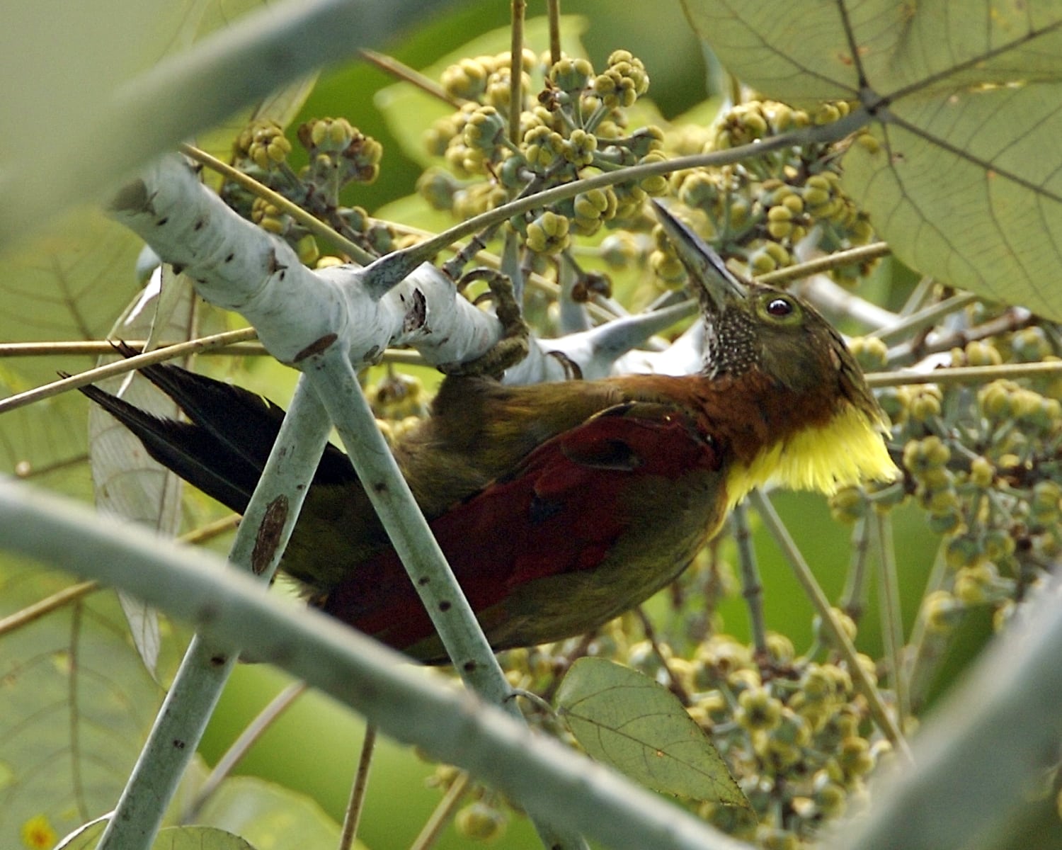 Checker-throated Woodpecker (Picus mentalis humii) Checker-throated Woodpecker (Picus mentalis humii)
