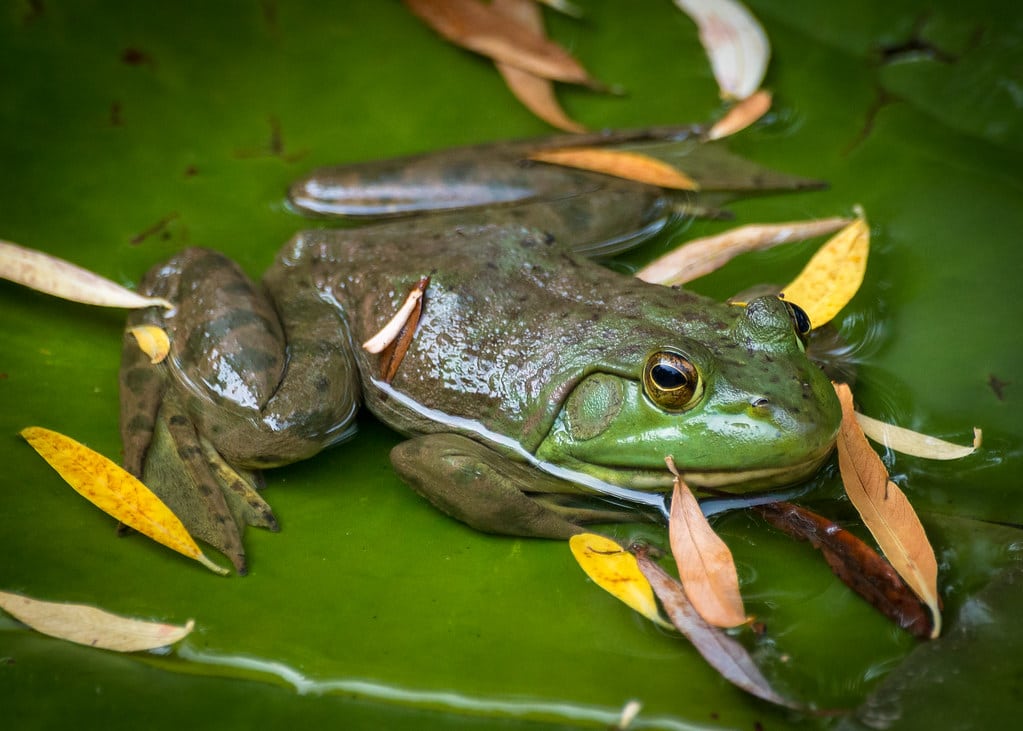 Bullfrog on a Lily Pad [explored]