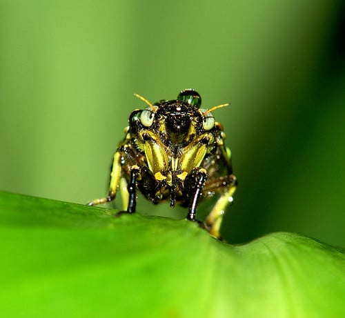 Cicada