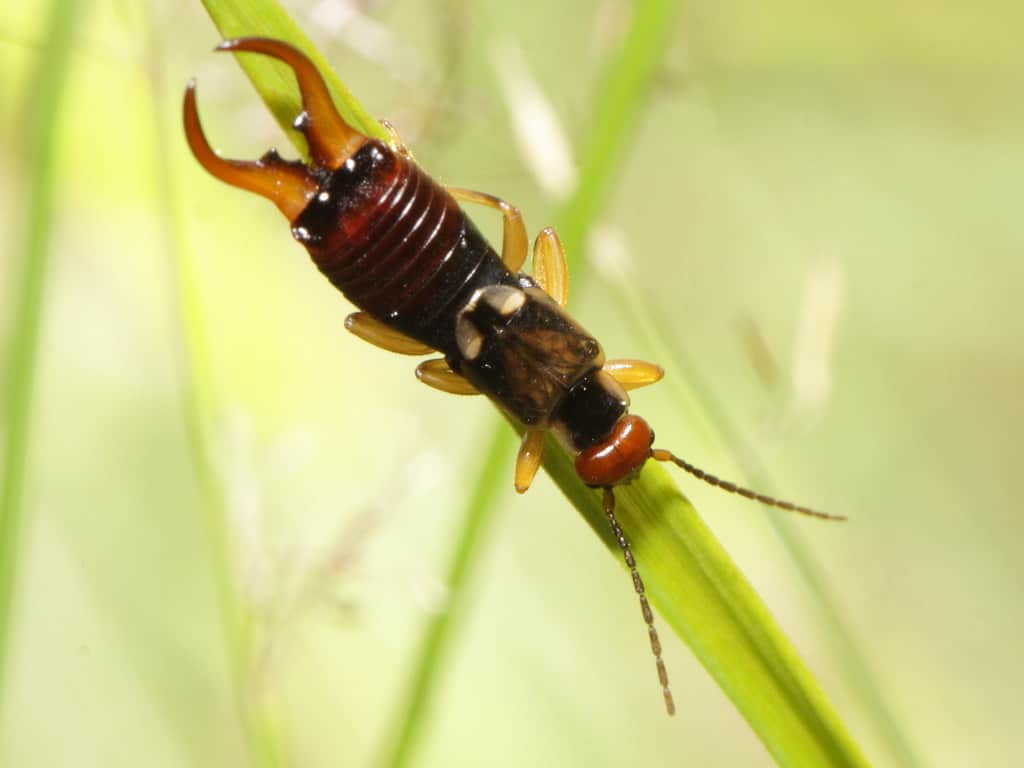 Forficula auricularia – ‘Gemeiner Ohrwurm’