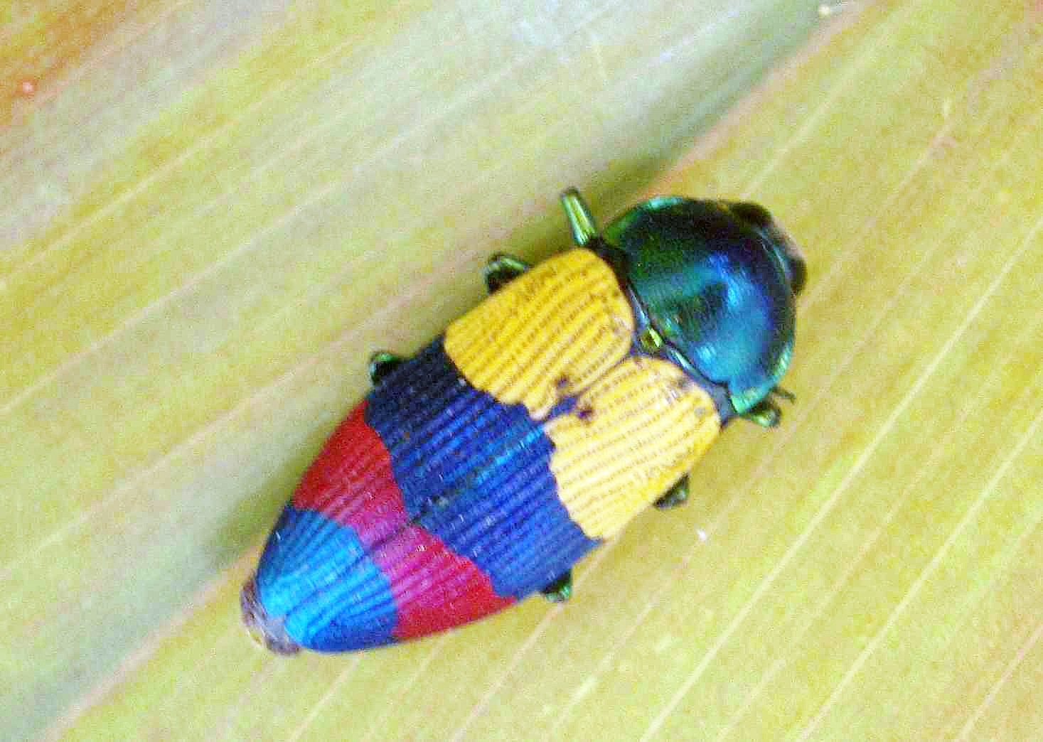 Temognatha alternata Jewel Beetle Cooktown Temognatha alternata Jewel Beetle Cooktown