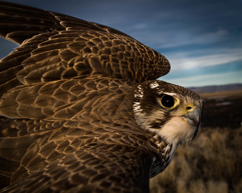 Male Prairie Falcon