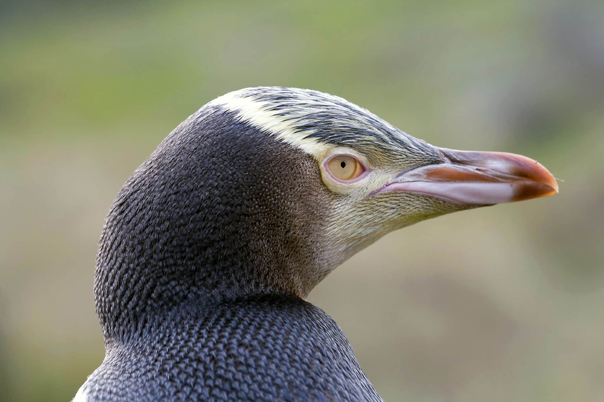 Yellow-Eyed Penguin