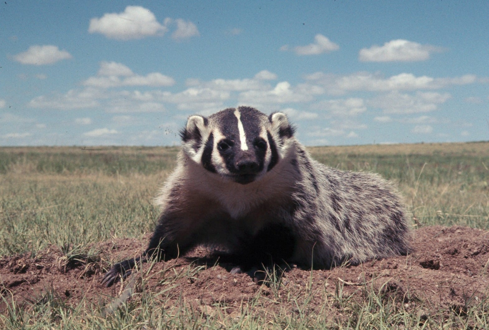 American badger sitting near burrow